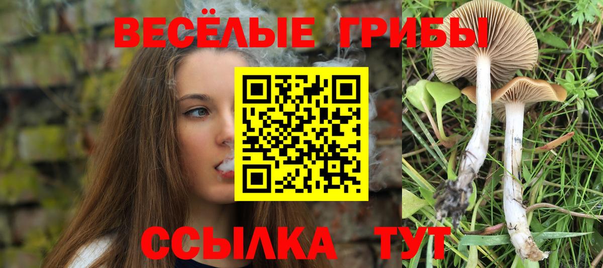 Киселёвск  где продают наркотики  Псилоцибиновые грибы MAGIC MUSHROOMS  Вход с VPN  Галлюциногенные грибы Psilocybe 